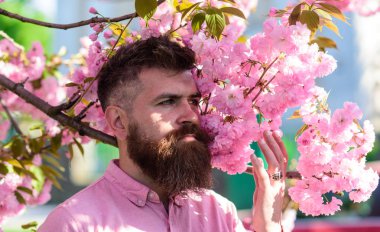 Arka plan üzerinde sakura çiçekli şık saç kesimi olan sakallı adam. Sakal ve bıyık sakura çiçek yakınındaki katı yüzünde olan adam. Hippi sakura dalı yakınındaki pembe gömlekli. Parfümeri kavramı