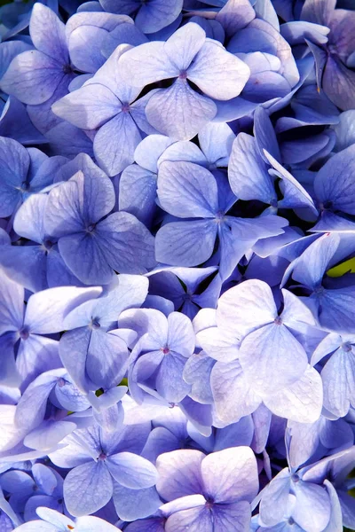 Hortensie mit blauen Blütenblättern in obanem, vereinigtem Königreich. Hortensienblüten. Flora und Natur. natürliche Schönheit. Floraler Hintergrund. Gartenarbeit und Wellnesstherapie. natürliche Schönheit. Frühling oder Sommer — Stockfoto