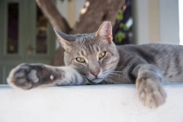 健康なペットの幸せな所有者です。パトモス島、ギリシャの子猫。猫が屋外おくつろぎください。自然の背景にグレーのコートとかわいいペット。新鮮な空気に緑の目を持つ猫。猫の餌。リラックスして休息 — ストック写真
