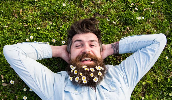 Spring holiday concept. Hipster on happy face lays on grass, top view. Man with beard and mustache enjoys spring, green meadow background. Guy looks nicely with daisy or chamomile flowers in beard