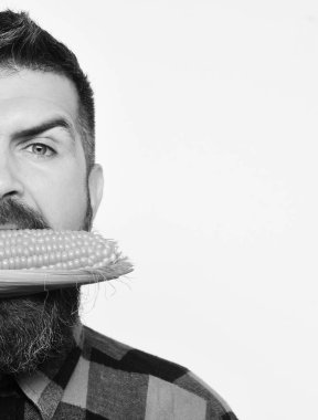 Adam hasat gösterir. Sakallı adam beyaz arka plan üzerinde kopya alanı izole olgun Mısır Mısır koçanı yiyor. Tarım ve sonbahar bitkileri kavramı. Yüz yarısı gösterilen çiftçi