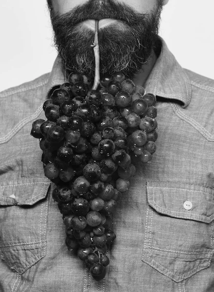 El viticultor tiene racimo de uvas en la boca. Elaboración de vinos y otoño —  Fotos de Stock