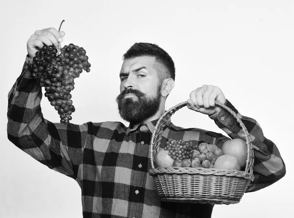 Bauer mit stolzem Gesicht präsentiert Äpfel, Preiselbeeren und reife Trauben. — Stockfoto
