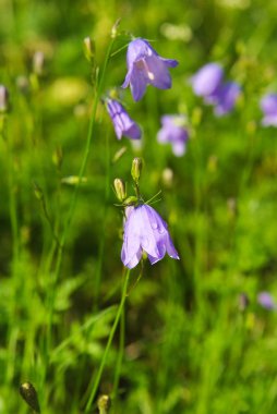 Çan çiçeği çiçeği Flam, Norveç'te doğal peyzaj üzerinde. Çan çiçekleri yeşil alan üzerinde. Çiçek çiçekler mor yaprakları açık güneşli üzerinde. Doğa ve çevre. Çiçek dükkanı. Yaz ruh hali