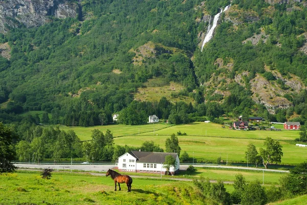 Koně na pastvě tráva na horské krajiny Flam, Norsko. Koně na zelené louce slunečný den. Letní krajina s pastvy. Domácí zvíře v přírodě. Ekologie. Zemědělství a farmářství — Stock fotografie