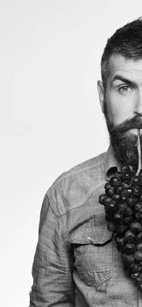 Weinbau und Gartenbaukonzept. Winzer mit halbem Gesicht hält Trauben in der Hand. — Stockfoto