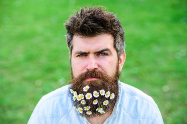 Erkeklik kavramı. Hippi katı yüz, yeşil çim arka plan, kopya alanı. İle adam sakal ve bıyık zevk bahar, yeşil çayır arka plan. Sakal papatya veya papatya çiçekleri ile adam