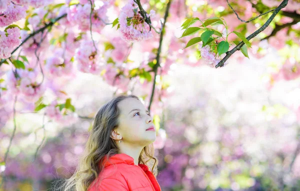 Conceito de ternura. Menina no rosto sonhador em pé na frente de flores sakura, desfocado. Menina com cabelos longos ao ar livre, flor de cereja no fundo. Bonito criança desfrutar da natureza no dia de primavera — Fotografia de Stock