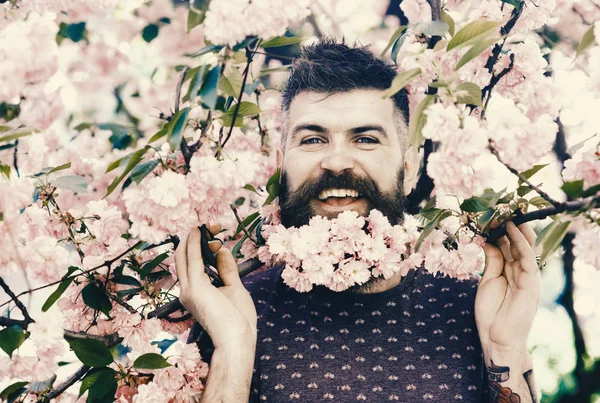 Άνοιξη έννοια. Άνδρας με γενειάδα και το μουστάκι στο χαρούμενο πρόσωπο κοντά σε κλάδους με τρυφερό ροζ λουλούδια. Γενειοφόρος άνδρας με άνθιση του sakura δέντρου στο παρασκήνιο. Hipster με άνθος sakura στα γένια — Φωτογραφία Αρχείου