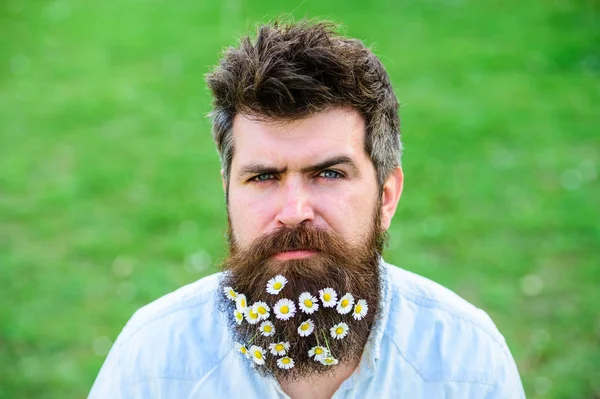 Erkeklik kavramı. Hippi katı yüz, yeşil çim arka plan, kopya alanı. İle adam sakal ve bıyık zevk bahar, yeşil çayır arka plan. Sakal papatya veya papatya çiçekleri ile adam