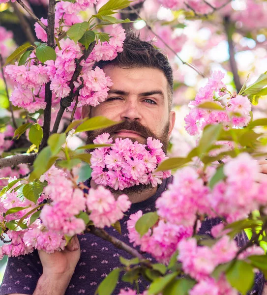 Mann med skjegg og bart i strengt ansikt, nær ømme, rosa blomster. Maskulinitetskonsept. Hipster med sakurablomst i skjegg. Skjeggete mann med fersk hårklipp med blomst av sakura på bakgrunn av – stockfoto