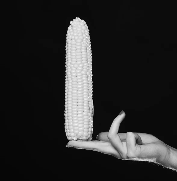 La mano femenina sostiene el maíz aislado sobre fondo negro. Idea de cosecha de maíz de otoño. mazorca de maíz en dedos de chicas. Cultivos agrícolas y de otoño —  Fotos de Stock