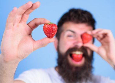 Sakallı adam defocused kırmızı dut ile göz kırpıyor. Mükemmel çilek kavramı. Benim berry adlı bak. Hipster mutlu sulu çilek mavi arka plan tadını çıkarın. Oğlan yakışıklı hipster uzun sakal yiyecek çilek