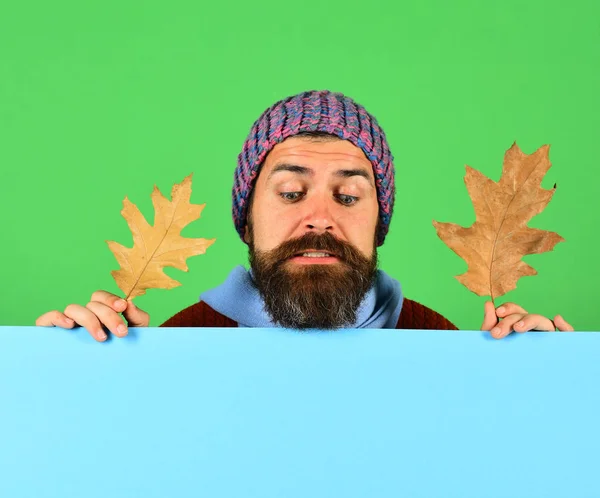 A szakállas férfi száraz tölgyfa leveleket tart. Őszi szezon — Stock Fotó
