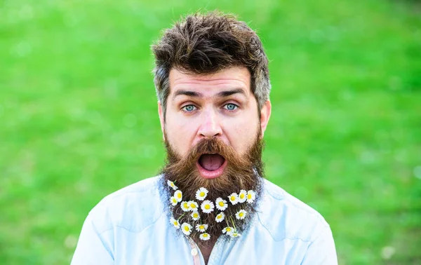 İle adam sakal ve bıyık zevk bahar, yeşil çayır arka plan. Bahar kavramı. Hippi şok sürpriz yüz, yeşil renkli, kopya alanı. Sakal papatya veya papatya çiçekleri ile adam