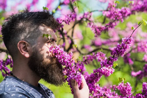 Человек с бородой и усами на спокойном лице рядом с цветами в солнечный день. Концепция парфюмерии и аромата. Бородатый мужчина со свежей стрижкой нюхает иудейское дерево. Хипстер наслаждается ароматом фиолетового цвета — стоковое фото