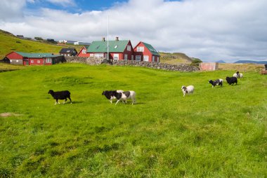 Flock of sheep on pasture in Torshavn, Denmark. Domestic sheep on green grass in village. Beautiful landscape view. Animal life on farm. Livestock. Summer vacation on farm clipart