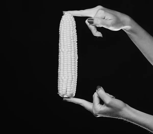 La mano femenina sostiene el maíz aislado sobre fondo negro. Concepto de cultivos agrícolas y de otoño. mazorca de maíz en color amarillo en los dedos. Cosecha de maíz de otoño —  Fotos de Stock