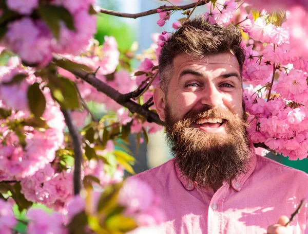 Hipster in pink shirt near branch of sakura. Harmony with nature concept. Man with beard and mustache on smiling face near flowers. Bearded man with stylish haircut with sakura flowers on background — Stock Photo, Image
