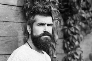 Kırmızı poz adamı duvara terk etti. Adam sonbahar Ivy üzerinde ciddi bir yüz ile arka plan çıkar