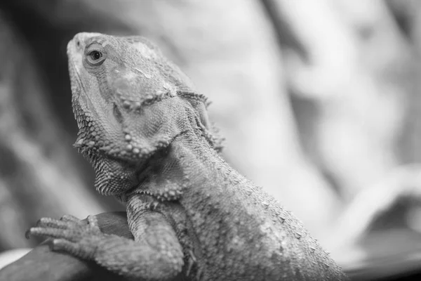 Wild life and reptiles concept. Iguana rests on branch, close up. Bearded dragon — Stock Photo, Image