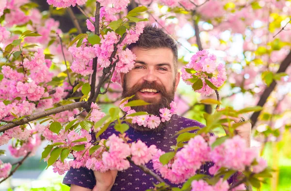 Человек с бородой и усами на счастливом лице рядом с розовыми цветами. Бородатый мужчина со свежей стрижкой с цветком сакуры на заднем плане. Хипстер с цветущей сакурой в бороде. Единство с природой — стоковое фото