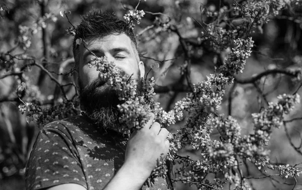 Conceito de tranquilidade. Homem com barba e bigode no rosto tranquilo perto de flores no dia ensolarado. Hipster goza de aroma de flor violeta. Homem barbudo com fresco corte de cabelo farejadores flor de judas árvore — Fotografia de Stock