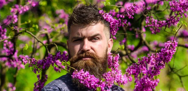 Hipster bahar menekşe çiçeği yakınındaki sahiptir. Sakal ve bıyık çiçek güneşli yakınındaki katı yüzünde olan adam. Koku kavramı. Erguvan bloom ile poz taze saç kesimi ile sakallı adam