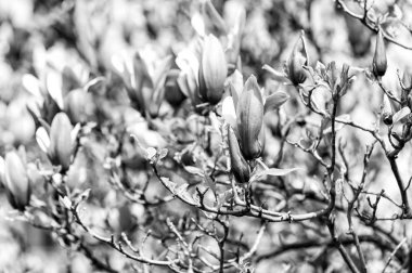 Manolya ağacı çiçek açması ile mor çiçekler