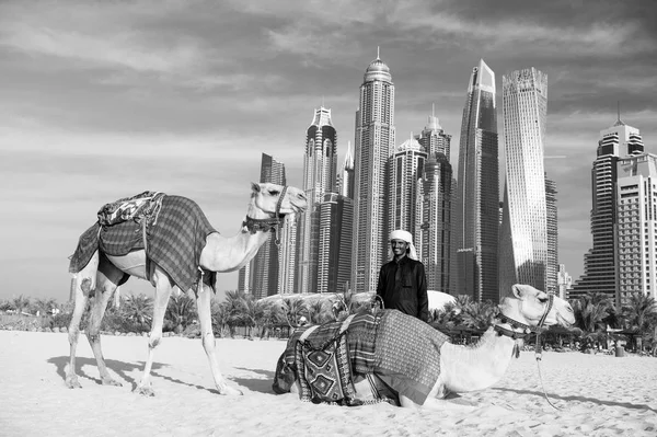 Camelos no fundo arranha-céus na praia — Fotografia de Stock