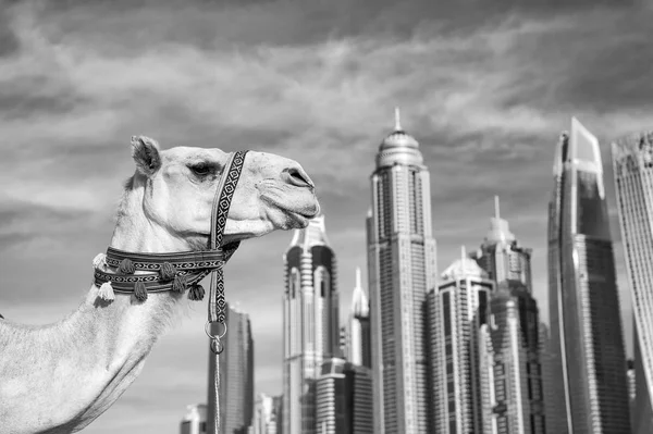 EAU Dubai Marina JBR beach style : chameaux et gratte-ciel . — Photo