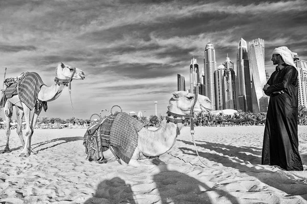 Camels sur fond de gratte-ciel à la plage. EAU Dubai Marina JBR beach style : chameaux et gratte-ciel . — Photo