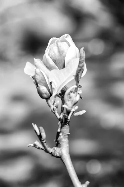 Magnolia flor galho com flor roxa — Fotografia de Stock