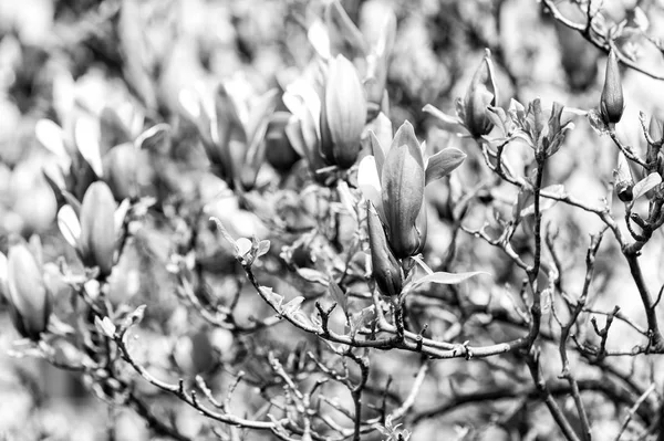 Manolya ağacı çiçek açması ile mor çiçekler