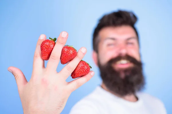 Despite sweet taste berries contain zero sugar. Strawberry packed with vitamin C fiber antioxidants. Man beard hipster strawberries between fingers blue background. Nutritional benefits of strawberry