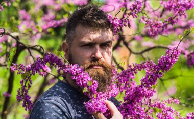 Hipster bahar menekşe çiçeği yakınındaki sahiptir. Parfümeri kavramı. Erguvan bloom ile poz taze saç kesimi olan sakallı adam. Sakal ve bıyık çiçek güneşli yakınındaki katı yüzünde olan adam