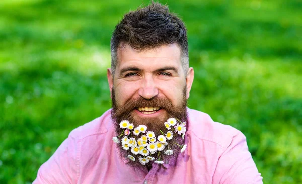 Homem com barba no rosto feliz desfrutar da vida em ambiente ecológico. Hipster com margaridas parece feliz. Homem barbudo com flores de margarida em barba, fundo de relva, desfocado. Conceito de estilo de vida ecológico — Fotografia de Stock