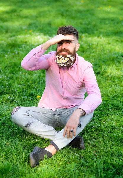 Skäggig man med daisy blommor sitter på grassplot, gräs bakgrund. Mannen med skägg på leende ansikte ser upp mot solljus. Springtime-konceptet. Hipster med prästkragar ser glad med soligt väder — Stockfoto