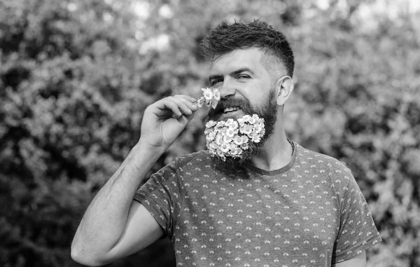 Concept d'arôme naturel. Hipster avec bouquet de marguerites à la barbe. Homme barbu avec des fleurs de marguerite dans la barbe. Homme avec barbe et moustache sur le visage souriant renifle fleur, fond vert, déconcentré — Photo