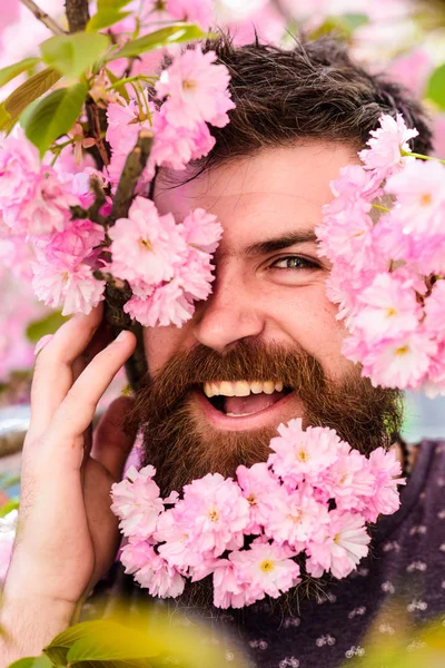 Skin care and hair care concept. Bearded male face peeking out of bloom of sakura. Man with beard and mustache on happy face near tender pink flowers, close up. Hipster with sakura blossom in beard — Stock Photo, Image