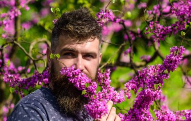 Taze saç kesimi ile sakallı adam erguvan çiçek kokluyor. Parfümeri ve koku kavramı. Hipster menekşe çiçeği kokusu sahiptir. Adam sakal ve bıyık çiçek güneşli yakınındaki sakin yüz.