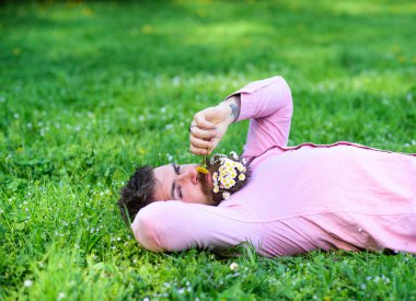 Sakin yüz sakallı adam karahindiba kokluyor. Sakal rahatlatıcı papatya buketi adamla. Daisy çiçeklerle sakalı sakallı adam grassplot üzerinde yatıyordu, arka plan çimen. Barış ve huzur kavramı.
