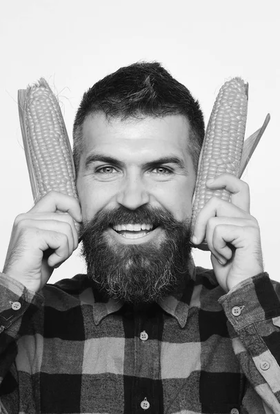 Kille visar sin skörd. Mannen med skägg innehar mogen majs majskolvar nära öronen — Stockfoto