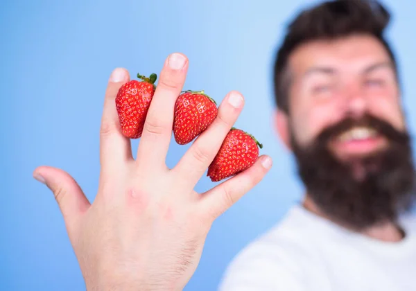 Despite sweet taste berries contain zero sugar. Man beard hipster strawberries between fingers blue background. Strawberry packed with vitamin C fiber antioxidants. Nutritional benefits of strawberry