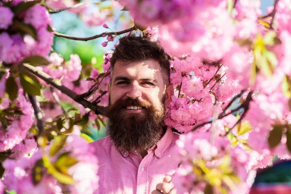 Uyum kavramı. Hippi sakura ağacın yakınındaki pembe gömlekli. Şık saç kesimi ile sakura arka plan üzerinde çiçekler olan sakallı adam. Sakal ve bıyık yüz yakınındaki çiçek gülümseyen üzerinde olan adam