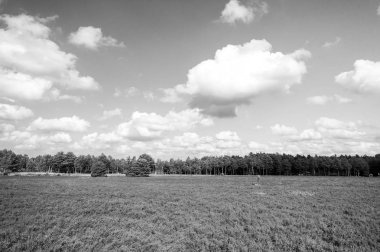 Çiçekli ortak heather ile araziler