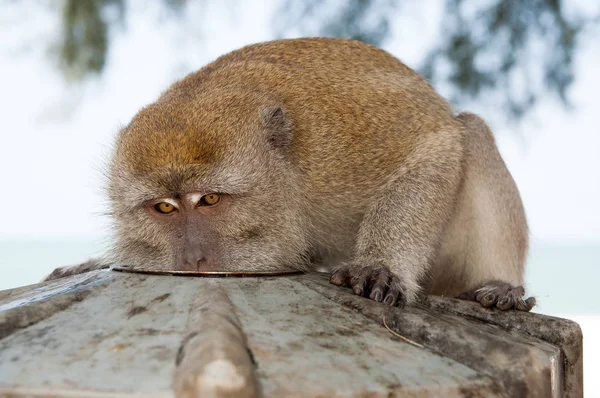 Monkey eat from plate. Primate sit outdoor. Cute animal. Monkey day. Wild nature and wildlife. Zoo