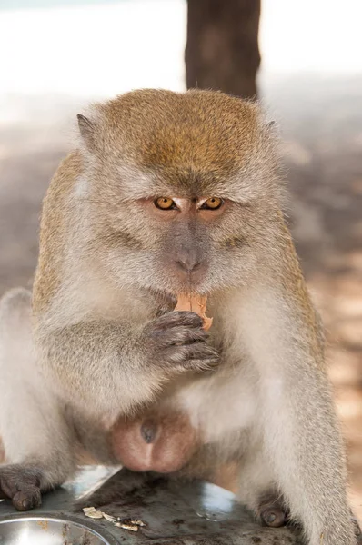 Monkey animal eat food. Primate sit outdoor. Cute animal. Monkey day. Wild nature and wildlife. Zoo