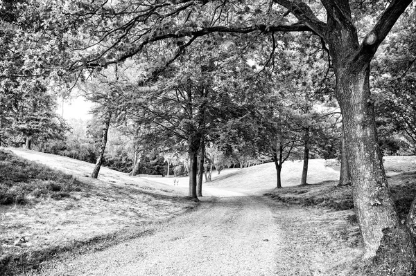 mystic forest path with intersting lightning from the side