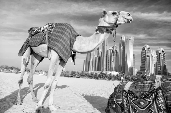 Camelos no fundo arranha-céus na praia — Fotografia de Stock